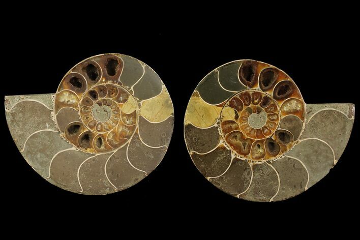 Cut & Polished Ammonite (Anapuzosia?) Pair - Madagascar #77408